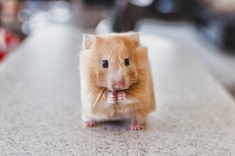Aditya Aryanto retoque fotográfico animales, Minecraft in Real Life”