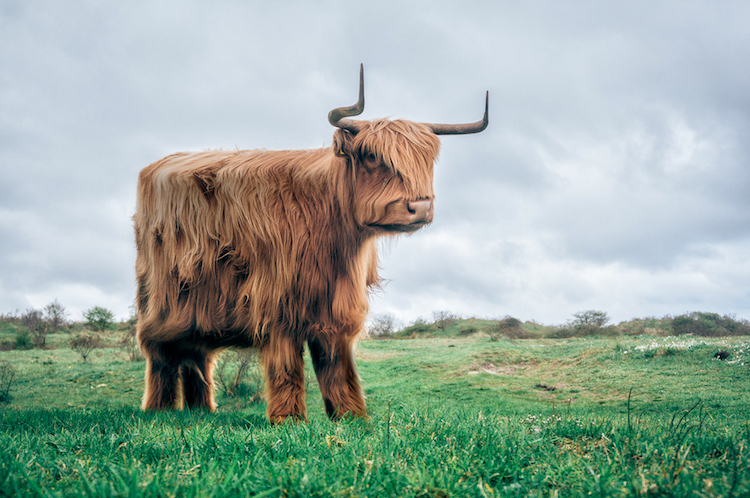 Aditya Aryanto retoque fotográfico animales, Minecraft in Real Life”