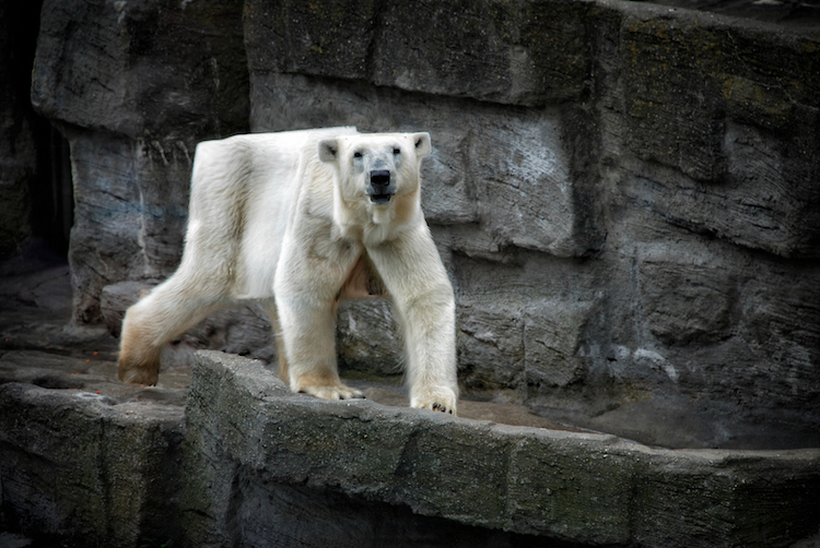Aditya Aryanto retoque fotográfico animales, Minecraft in Real Life”