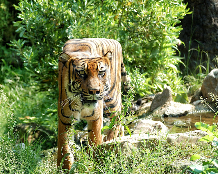 Aditya Aryanto retoque fotográfico animales, Minecraft in Real Life”