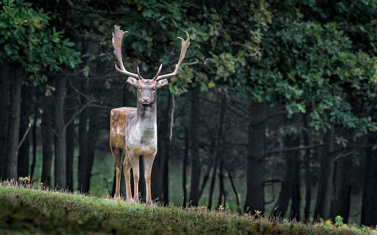 Aditya Aryanto retoque fotográfico animales, Minecraft in Real Life”