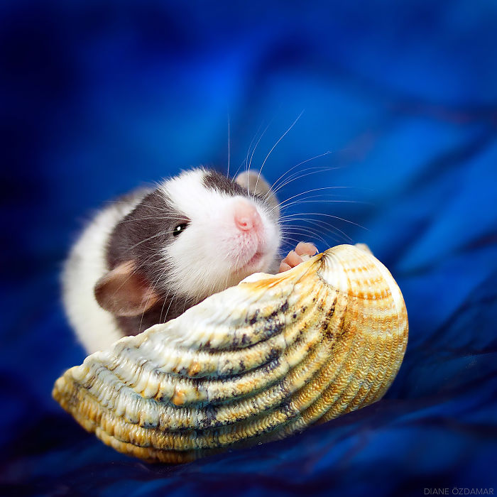 Diane Ozdamar ratas adorables 12