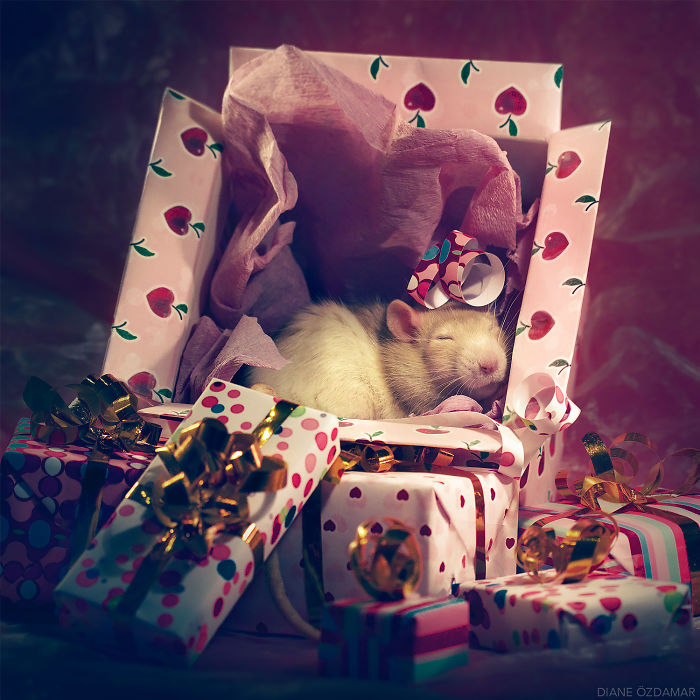 Diane Ozdamar ratas adorables 13