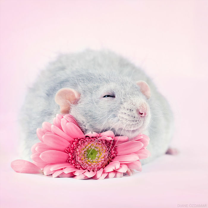 Diane Ozdamar ratas adorables 2