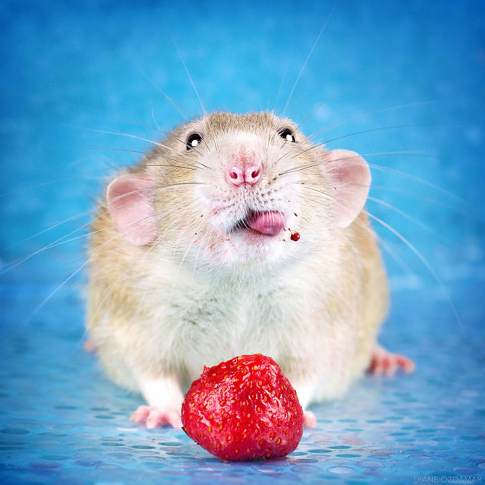 Diane Ozdamar ratas adorables 3