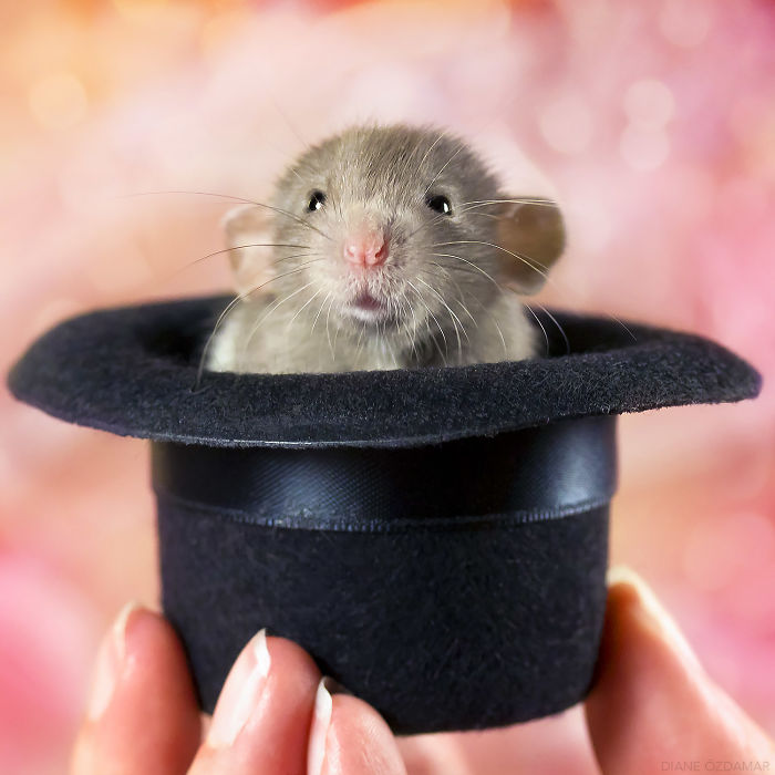 Diane Ozdamar ratas adorables 4