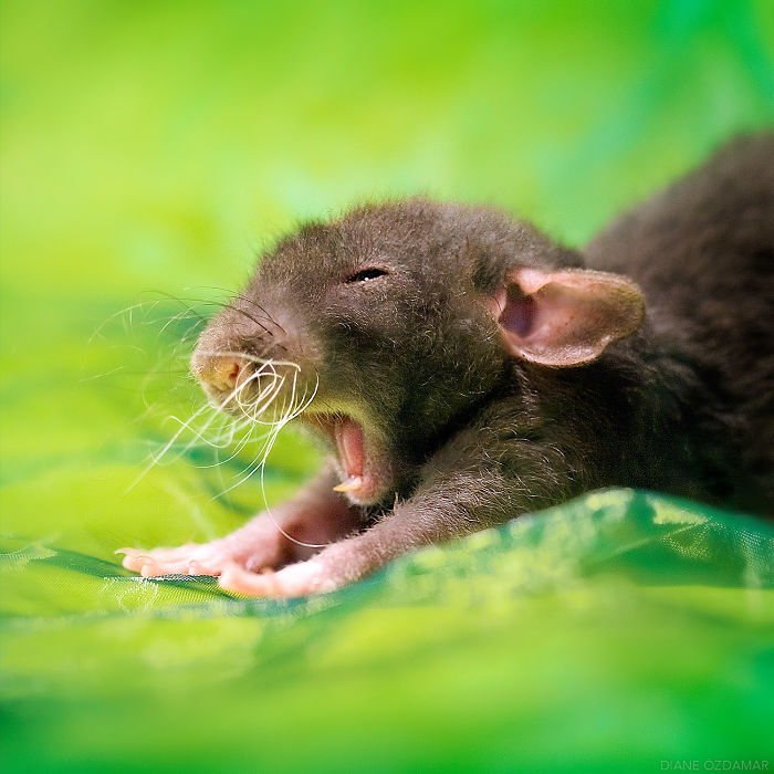 Diane Ozdamar ratas adorables 9