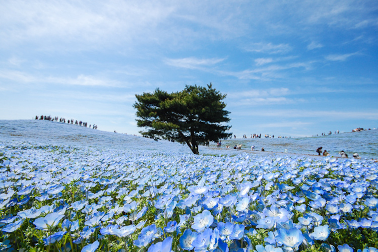 Hitachi Seaside Japon flores