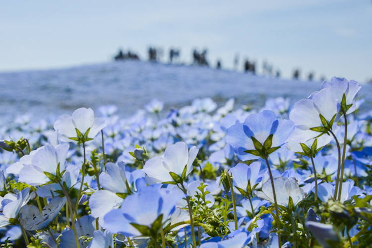 Hitachi Seaside Japon flores 10