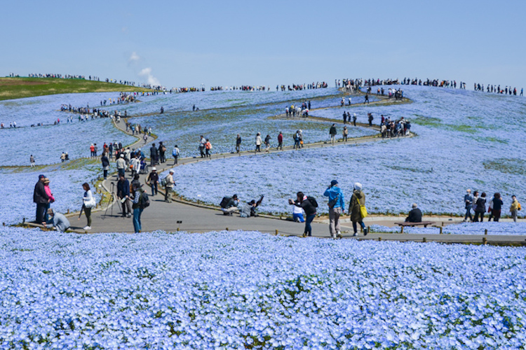 Hitachi Seaside Japon flores 11