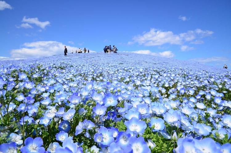Hitachi Seaside Japon flores 2