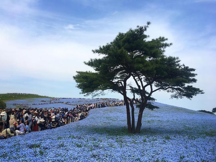 Hitachi Seaside Japon flores 3