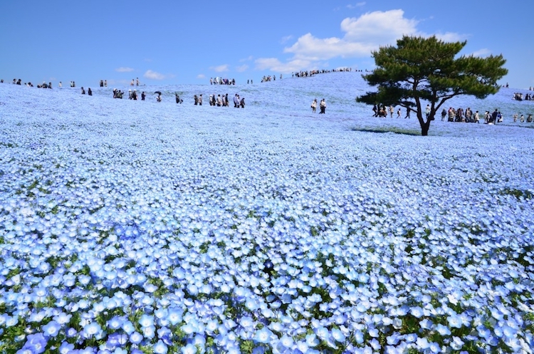 Hitachi Seaside Japon flores 4
