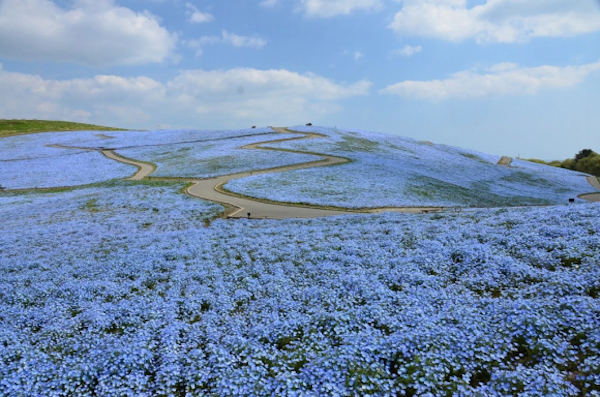 Hitachi Seaside Japon flores 5