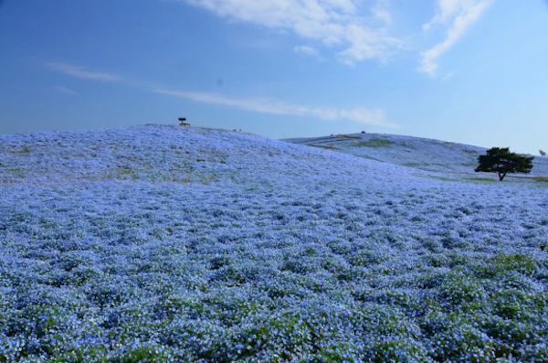 Hitachi Seaside Japon flores 6