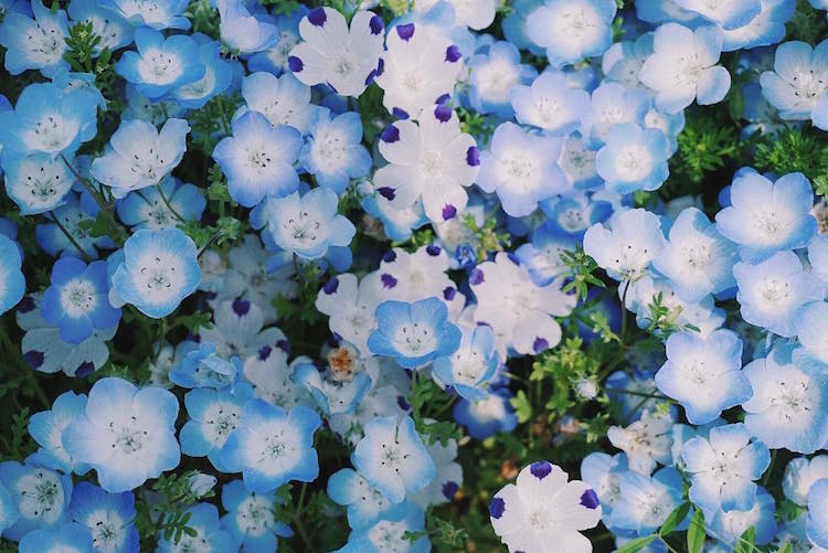 Hitachi Seaside Japon flores 7
