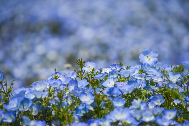 Hitachi Seaside Japon flores 8