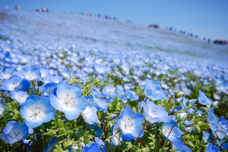 Hitachi Seaside Japon flores 9