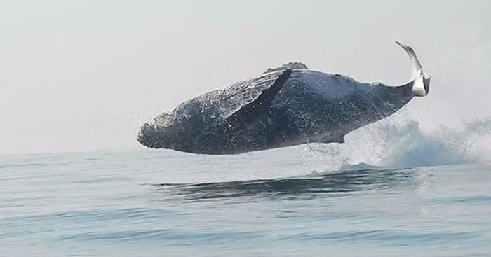 ballena jorobada saltando fuera del agua