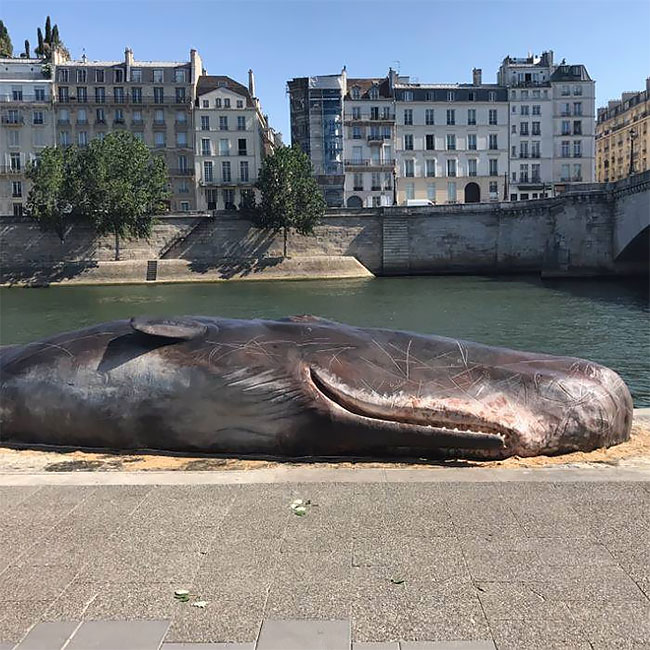 cachalote muerto Paris 2