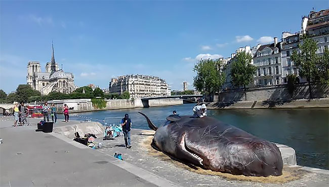 cachalote muerto Paris 3
