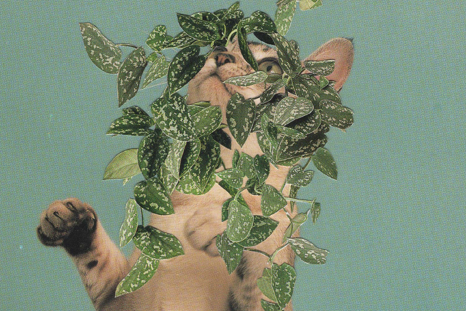 cats plants 00