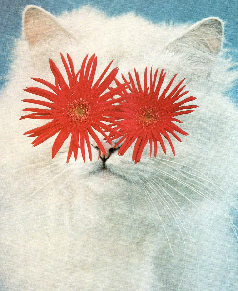 cats plants 04