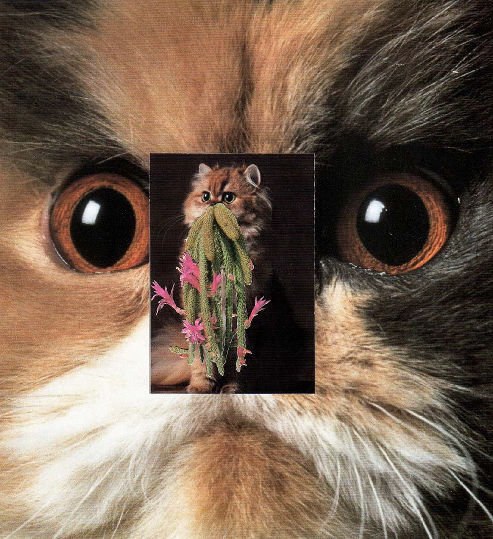 cats plants 05