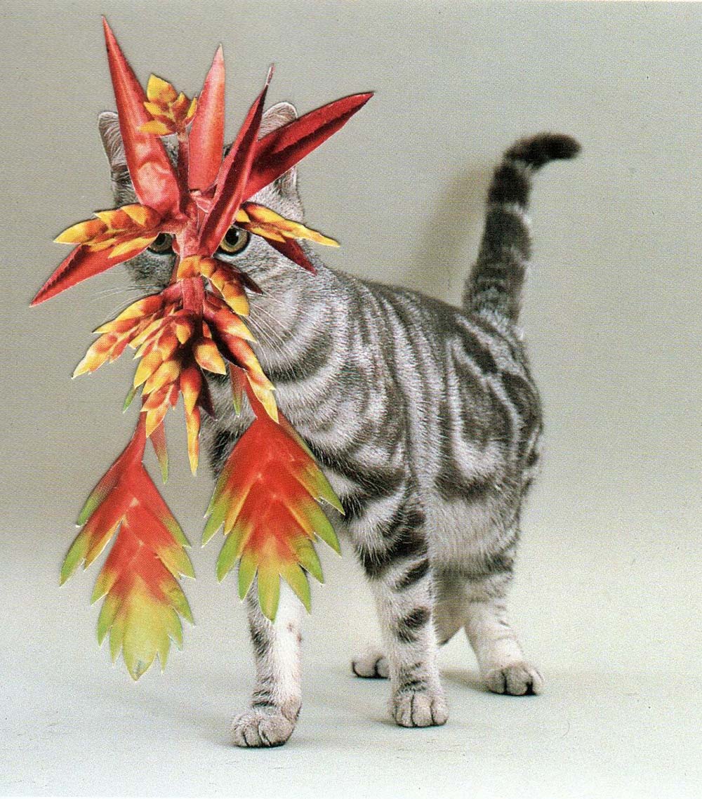 cats plants 06