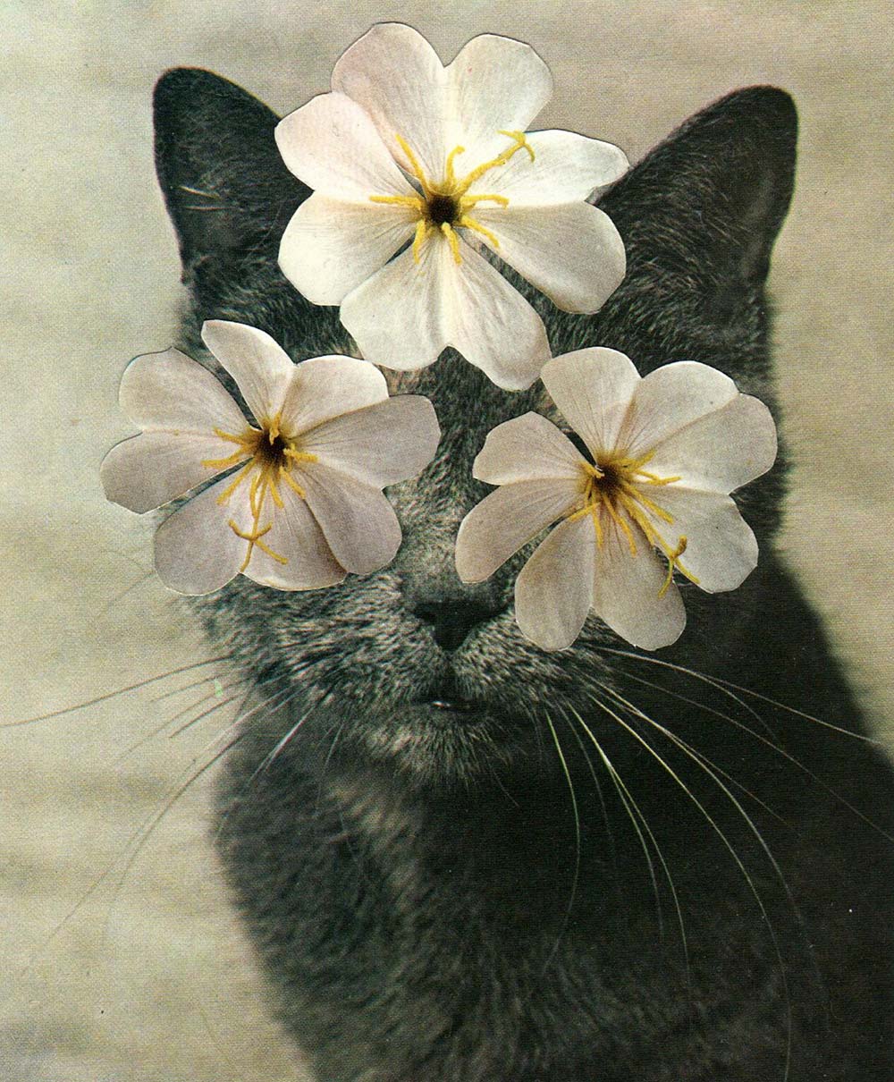 cats plants 08