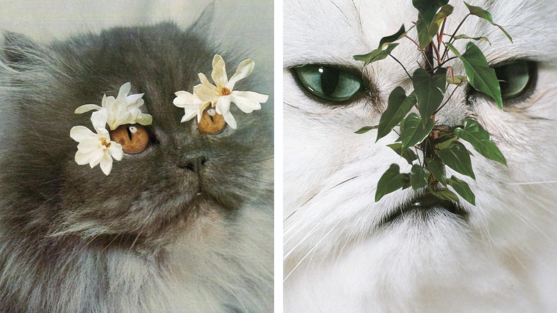 catsplants1 1