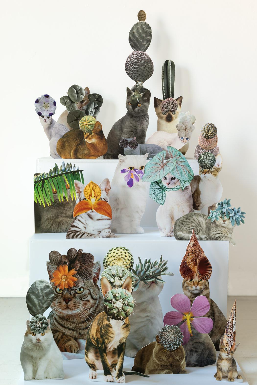 catsplants5