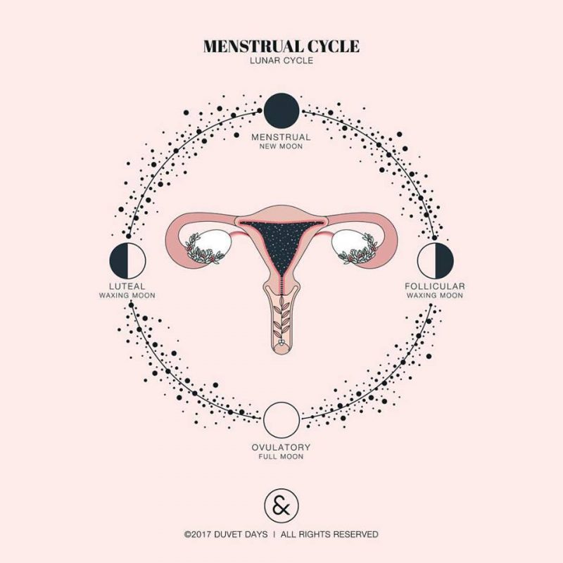 Ilustración del ciclo menstrual por fases: fase menstrual, fase folicular, fase de ovulación y fase lútea.