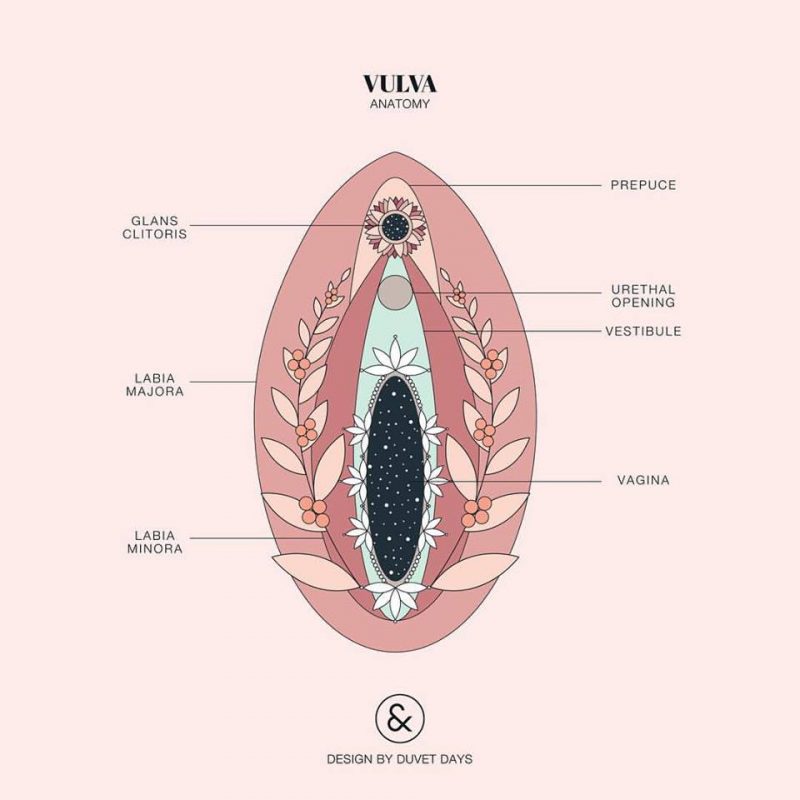 La vulva cumple la importante función de proteger los órganos sexuales femeninos.