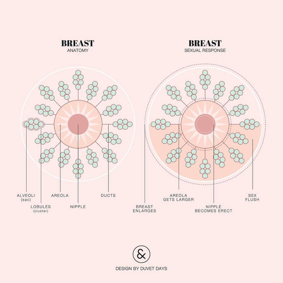 Los senos no solo tienen la capacidad de alimentar a los bebés, sino que otorgan gran placer sexual.