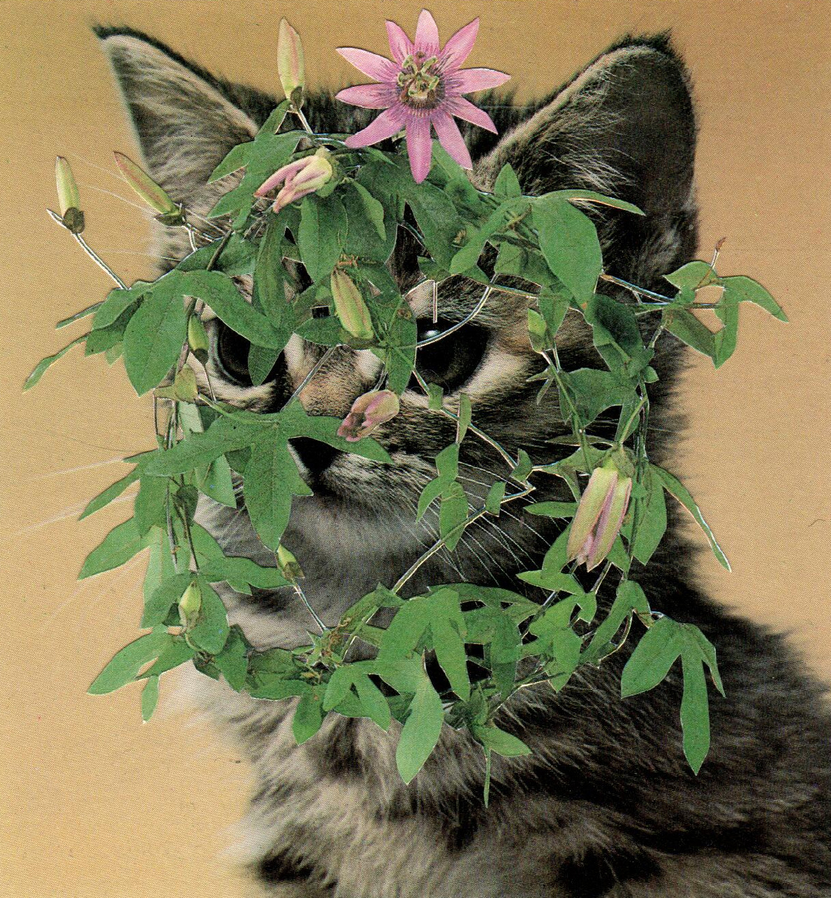 purpleflower