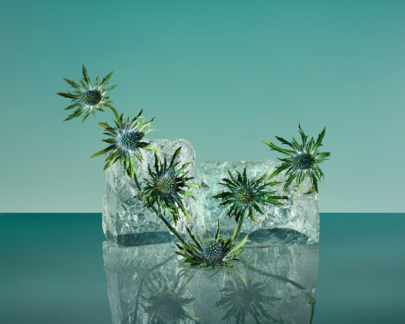 the beauty of frozen flowers culturainquieta1