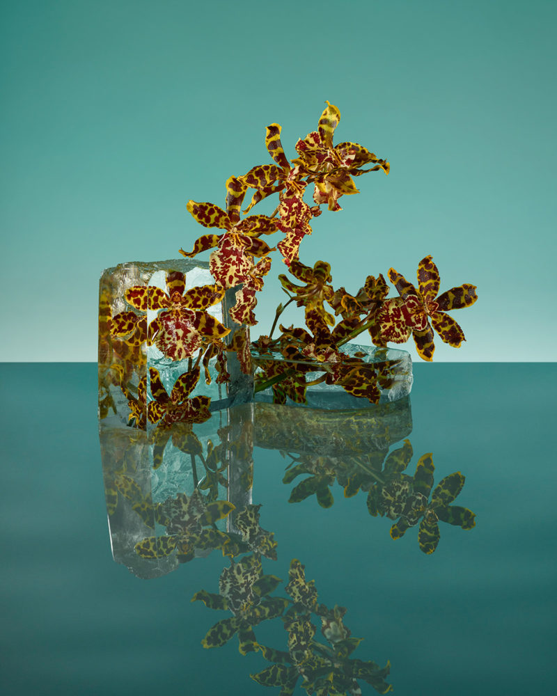 the beauty of frozen flowers culturainquieta11