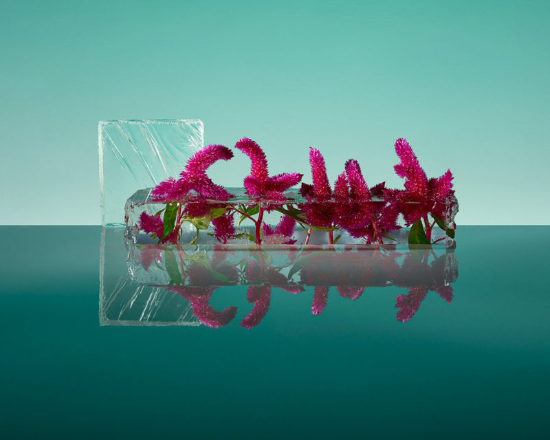 the beauty of frozen flowers culturainquieta12
