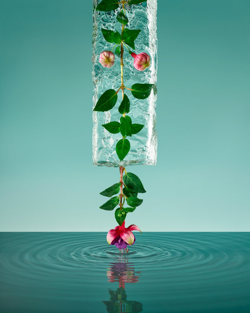 the beauty of frozen flowers culturainquieta4