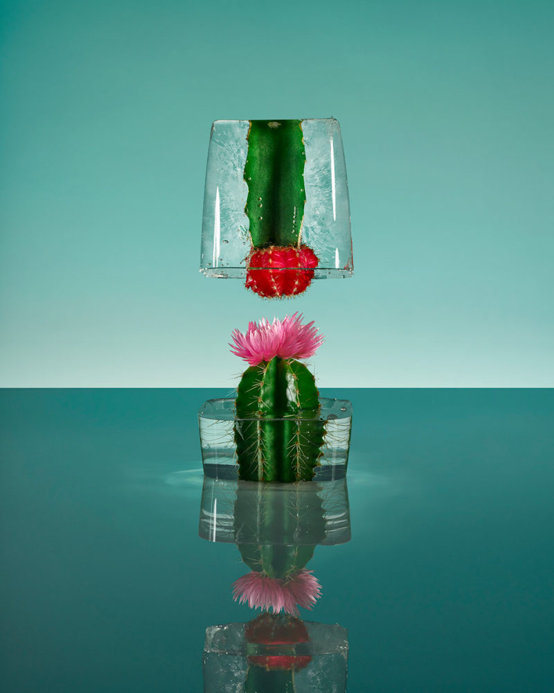 the beauty of frozen flowers culturainquieta6