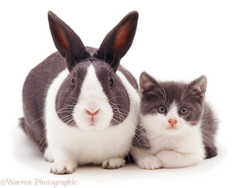 Warren Photographic fotografia de animales