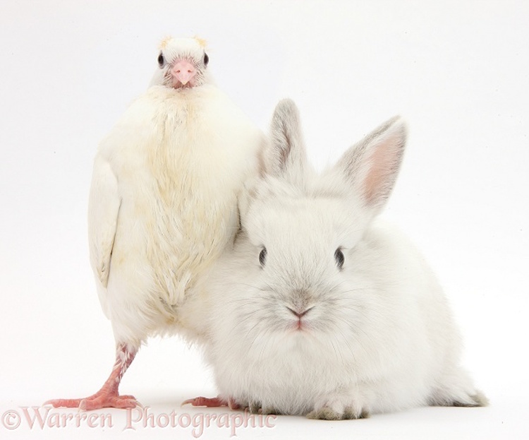 Warren Photographic fotografia de animales 11