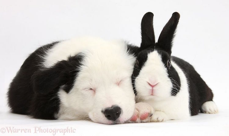 Warren Photographic fotografia de animales 13