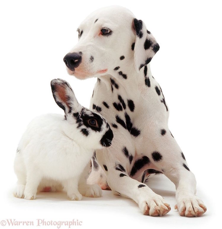 Warren Photographic fotografia de animales 4