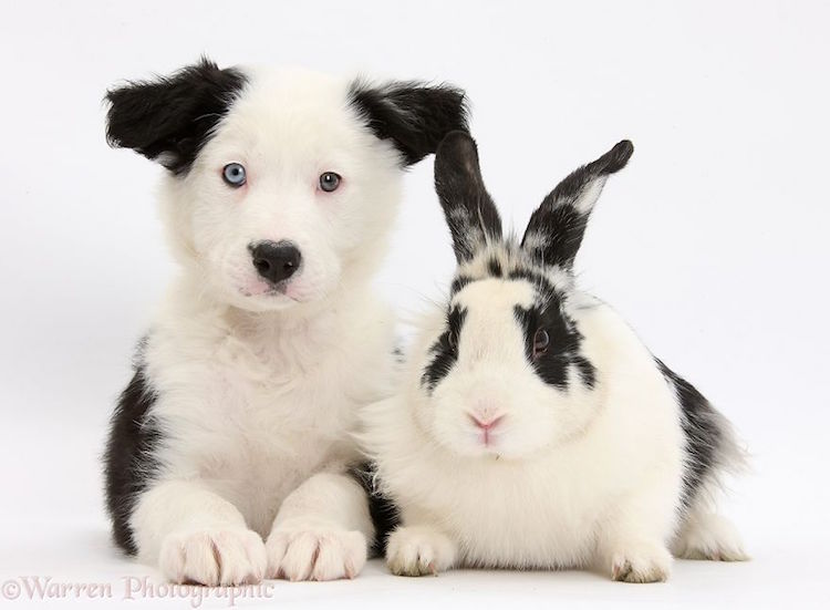 Warren Photographic fotografia de animales 9