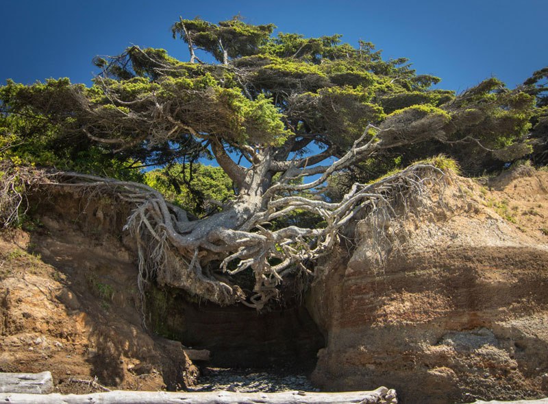 arboles increibles