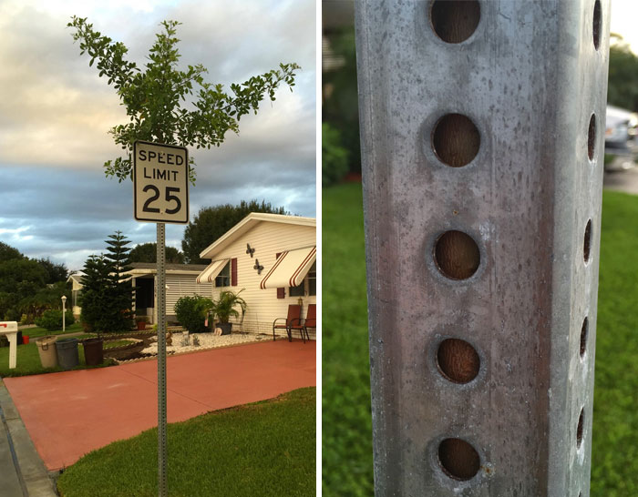 arboles increibles 12