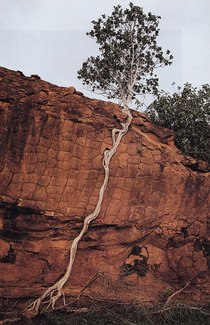 arboles increibles 17
