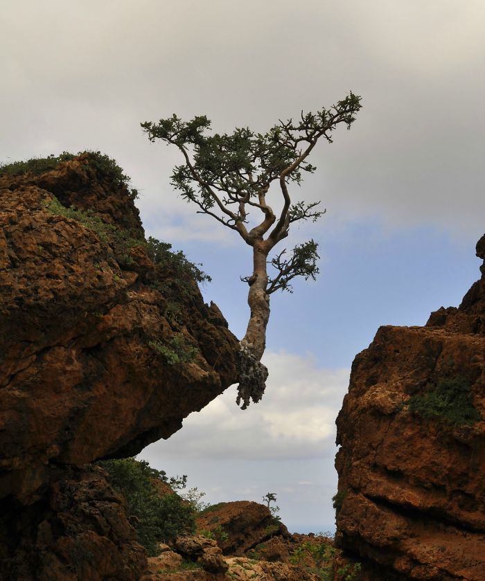 arboles increibles 22